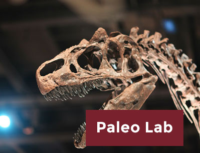 Paleo Lab