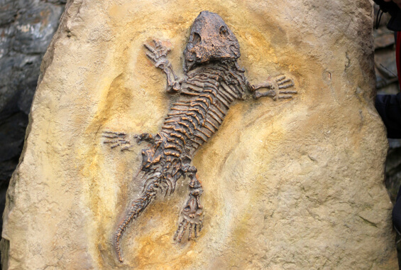 fossil